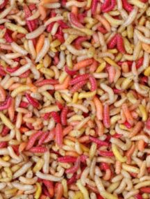 Продукт / Категория: Шарен червей (Микс) Жива Стръв